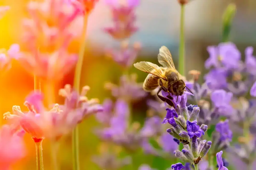 Neonicotinoids & Bees